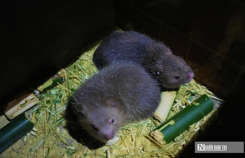 Dúi được xem là đặc sản nhà giàu vì thịt dúi có giá trị dinh dưỡng cao, vị ngon đặc trưng. Nhiều năm này, nhiều người dân ở các bản xã Tam Quang đã mạnh dạn tìm hiểu và nuôi loại đặc sản nhà giàu này. Tuy nhiên, để nuôi loài vật này, người dân phải đăng ký giấy phép chăn nuôi ở Chi cục Kiểm lâm. Con giống cũng phải có nguồn gốc rõ ràng, hợp pháp.