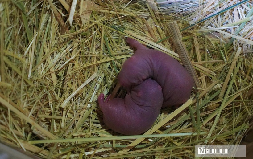 Dúi giống được ông bán với giá từ 750.000-800.000 đồng/kg, còn dúi thương phẩm có giá từ 350.000-380.000 đồng/kg. Dúi thương phẩm được thị trường rất ưa chuộng. Các nhà hàng trên địa bàn tỉnh Nghệ An và vùng phụ cận tìm về mua rất nhiều.