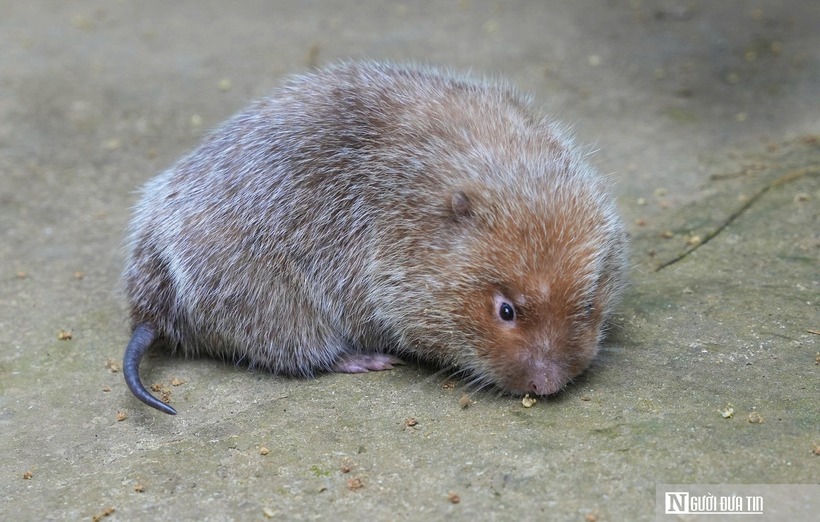 Trao đổi với Đời sống & Pháp luật, bà Kha Thị Hiền – Phó Chủ tịch UBND xã Tam Quang cho biết, mô hình nuôi dúi rất phù hợp với điều kiện của địa phương. Đặc biệt, nuôi dúi có thể tận dụng được nguồn thức ăn có sẵn trên địa bàn nên giá thành rẻ, mà lợi nhuận lại cao. Địa phương cũng đang khuyến khích người dân nhân rộng mô hình để nuôi dúi theo hướng hàng hóa, giúp người dân phát triển kinh tế, giảm nghèo bền vững. Tuy nhiên, việc nuôi dúi phải tuân thủ nghiêm các thủ tục pháp lý với Chi cục Kiểm Lâm, nguồn gốc con giống phải rõ ràng.