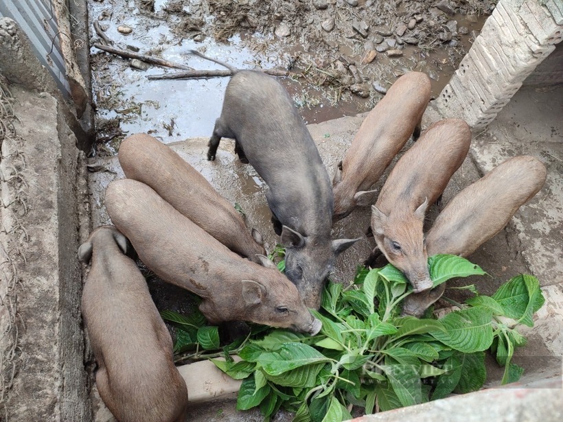 Heo rừng lai nuôi khoảng 7 tháng đạt trọng lượng khoảng 30kg và xuất bán. Ảnh: Dân Việt