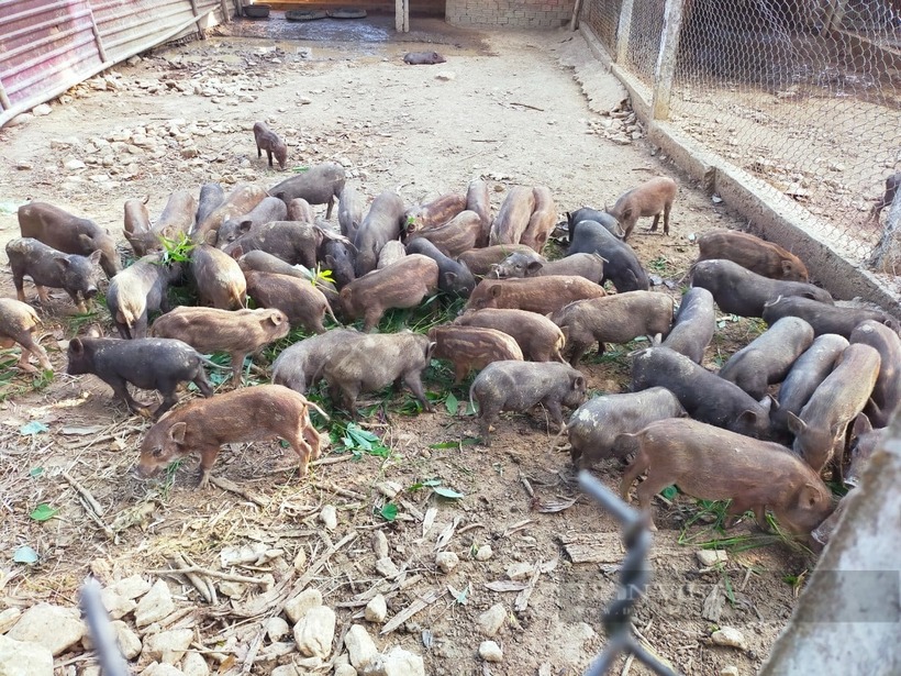 Mô hình nuôi heo rừng lai của anh Phan Như Cơ có hiệu quả kinh tế cao. Ảnh: Dân Việt