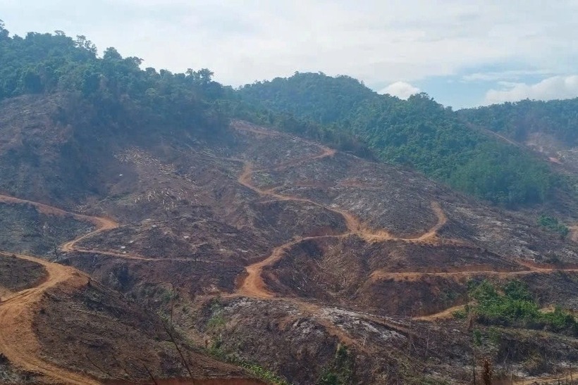 Gần 95 ha rừng, nằm ở khoảnh 4 và khoảnh 6, tiểu khu 157 (khu vực Hóc Mốc, thôn Nghĩa Điền, xã Kim Sơn, tỉnh Gia Lai), bị xâm hại. Ảnh: Dân Trí.