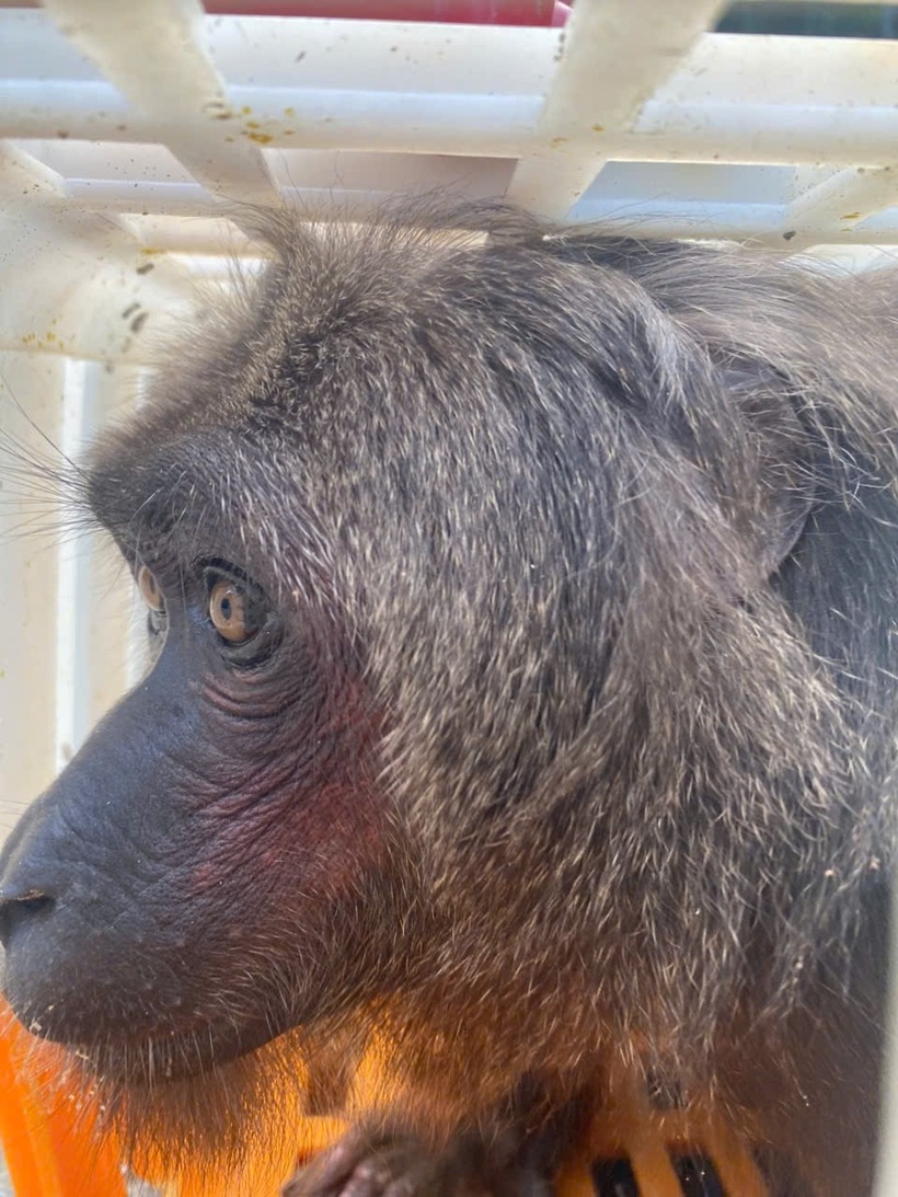 Con khỉ mốc mà người dân giao nộp cho lực lượng kiểm lâm. Ảnh: Tuổi trẻ