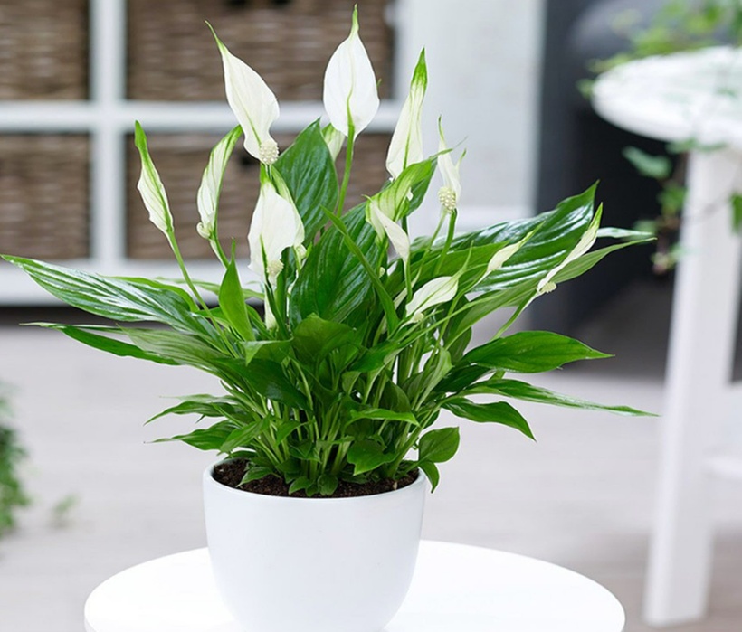 Trồng cây lan ý trong nhà không chỉ làm đẹp không gian mà còn mang đến nhiều ý nghĩa sâu sắc về phong thủy, tinh thần và sức khỏe, từ việc thu hút năng lượng tích cực, mang lại bình an, hỗ trợ tài lộc cho đến việc giúp gia chủ cảm nhận sự thư thái và cân bằng hơn giữa nhịp sống bận rộn.