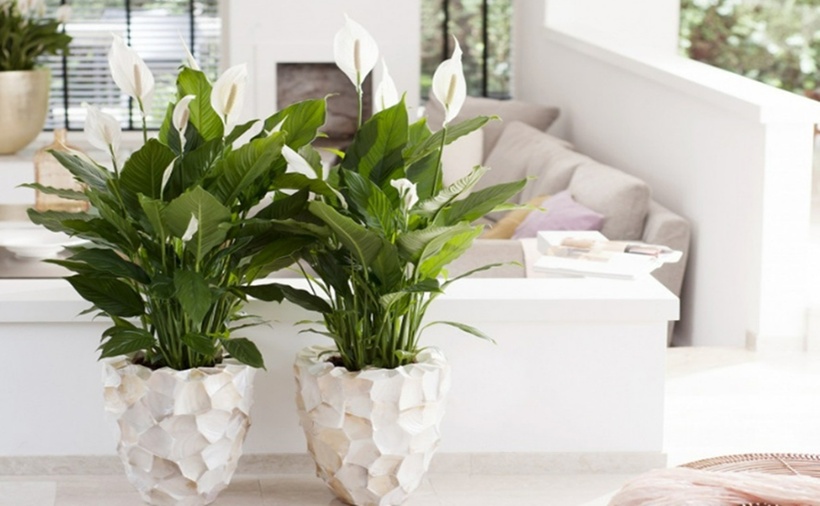 Nếu bạn đang tìm một loại cây vừa dễ chăm, vừa có giá trị phong thủy tốt thì lan ý chính là lựa chọn đáng để đặt trong tổ ấm của mình, giúp ngôi nhà luôn tràn đầy sinh khí, yên lành và may mắn.