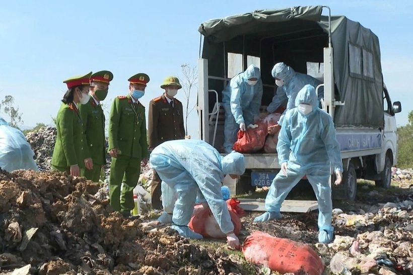 Công an xã Đồng Tiến tiêu hủy số lợn nhiễm vi rút dịch tả châu Phi (Ảnh: Công an Thanh Hóa).