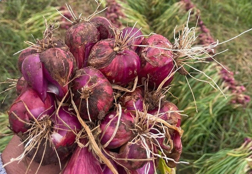 Hành tím Vĩnh Châu. Ảnh: VietNamnet