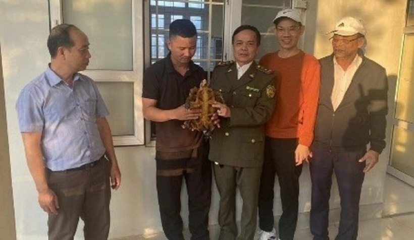 Lực lượng chức năng tiếp nhận con rùa núi viền quý hiếm . Ảnh:Lao động