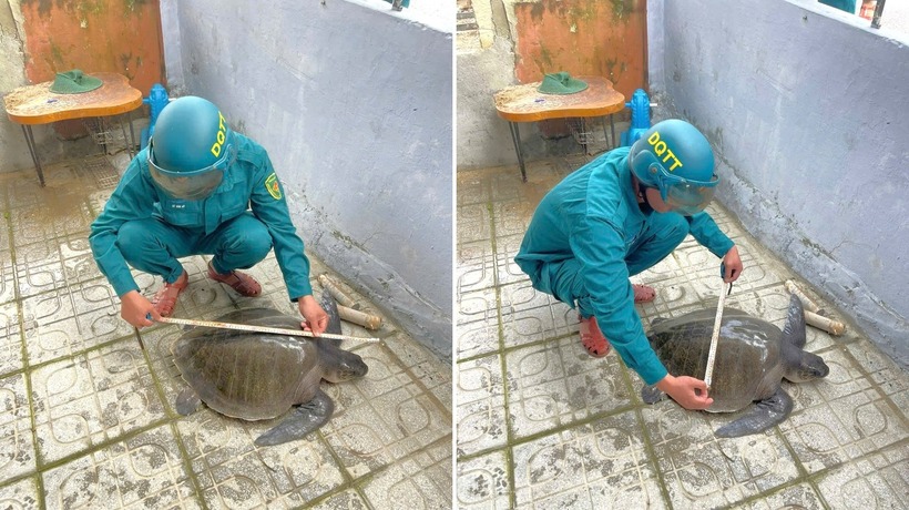 Cá thể đồi mồi dứa nặng khoảng 17 kg. Ảnh: PLO