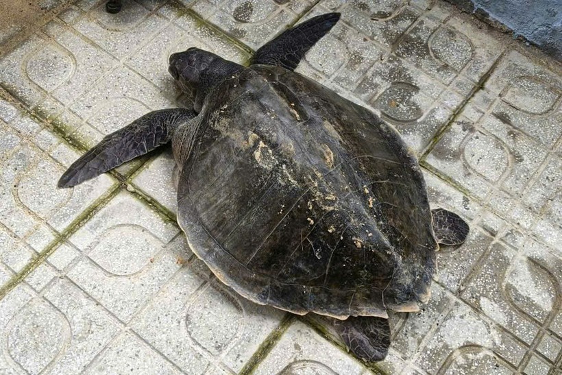 Cá thể đồi mồi dứa mắc vào lưới ngư dân. Ảnh: Dân trí