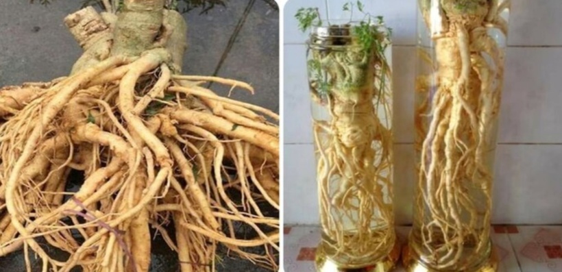 Củ đinh lăng là bộ phận được đánh giá cao nhất, với công dụng bổ khí, bổ huyết và kiện tỳ. Ảnh minh họa.