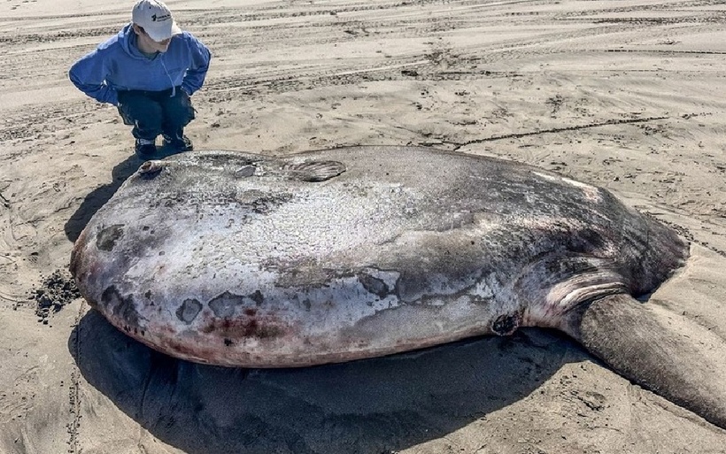 Một con cá khổng lồ, dài hơn 2 mét, với thân tròn, vây lớn và đôi mắt lồi đã dạt vào bờ. Ảnh: Tiffany Boothe/Seaside Aquarium.