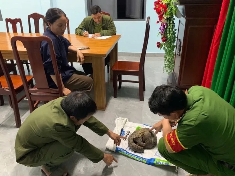 Công an xã Cát Tiên 3 tiếp nhận con tê tê quý hiếm. Ảnh: PLO
