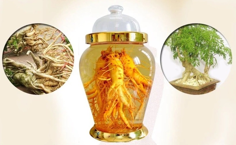 Việc ngâm rượu không chỉ giữ được các hoạt chất quý giá từ củ đinh lăng mà còn giúp tăng cường hiệu quả sử dụng của dược liệu này. Ảnh minh họa.