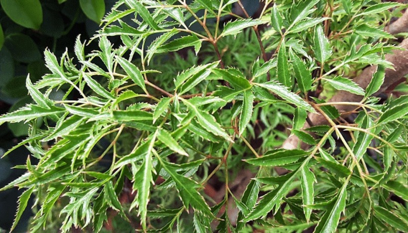 Đinh lăng là cây thân gỗ nhỏ, có thể cao từ 1 đến 2 mét.&nbsp; Ảnh minh họa.