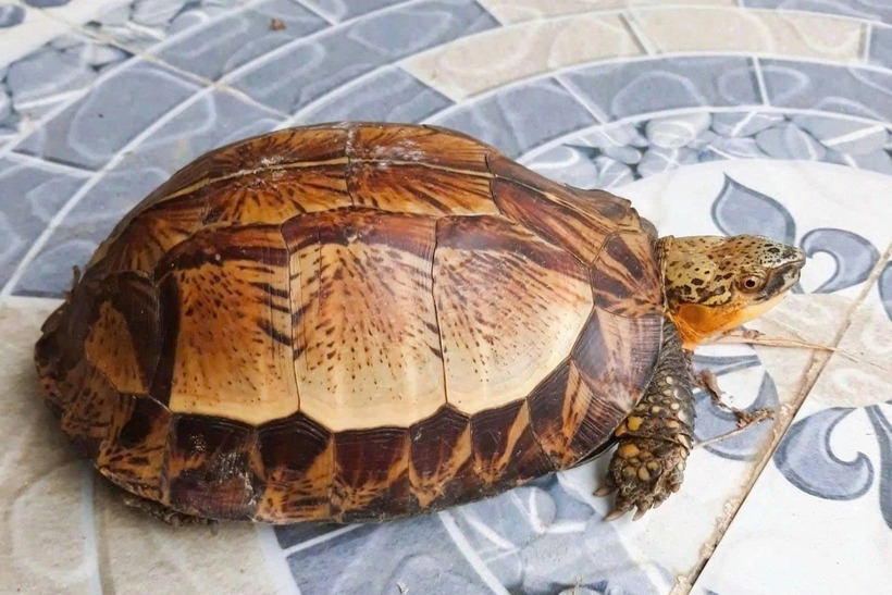 Cá thể rùa hộp trán vàng miền Bắc trước khi được thả về môi trường tự nhiên. (Ảnh: Dân trí)