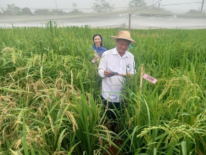 Ông Việt bên khoảnh lúa mùa để nghiên cứu và bảo tồn giống. Ảnh: VNExpress