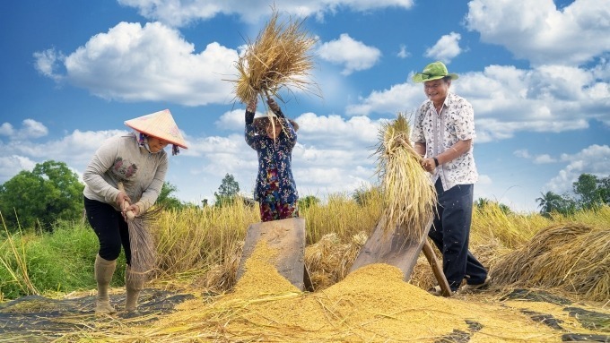 Ông Việt cùng nông dân thu hoạch lúa mùa. Ảnh: VnExpress