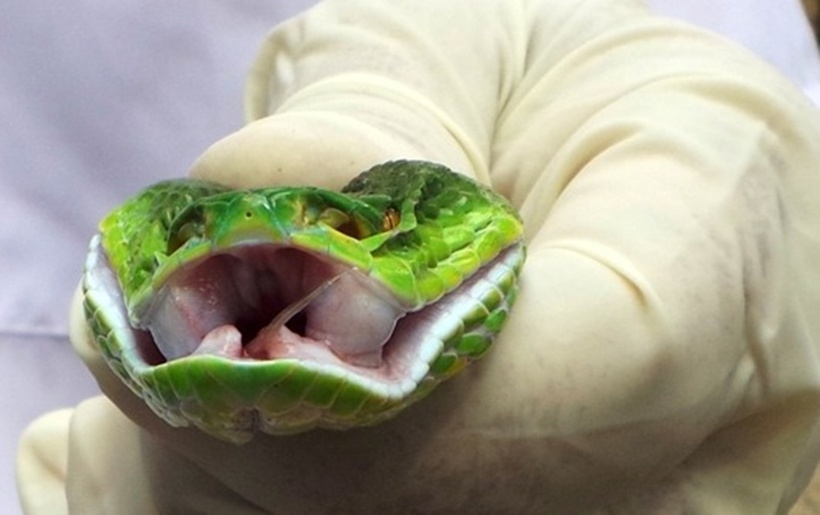 Đắp thuốc để "hút độc" do rắn cắn, người đàn ông sốc phản vệ nguy kịch tính mạng. Ảnh: Tạp chí Tri thức.