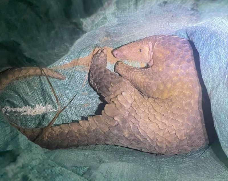 Con tê tê này là loài tê tê Java, cân nặng gần 3kg, sức khỏe tốt. Ảnh: Báo Công an Nhân dân.