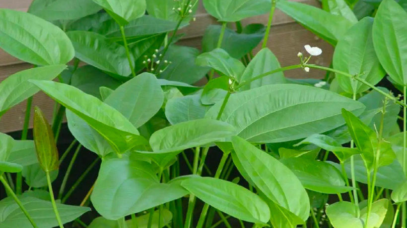 Trạch tả giúp hạ và ổn định acid uric cho người bệnh gút