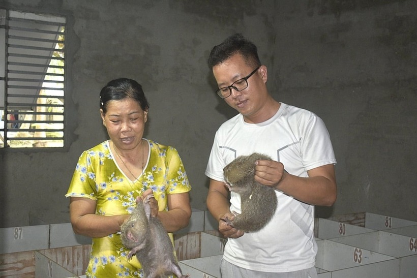 Trang trại dúi của anh Hiếu có 300 con dúi sinh sản. Ảnh: Nông nghiệp & Môi trường