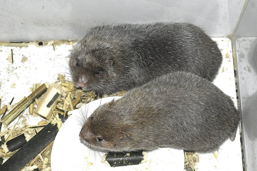 Dúi tại trang trại của anh Hiếu. Ảnh: Nông nghiệp & Môi trường