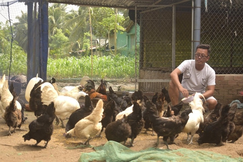 Ngoài dúi mốc, anh còn chăn nuôi 300 con gà đen H’Mông. Ảnh: Nông nghiệp & Môi trường