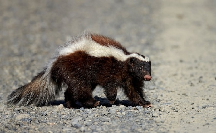 Người đàn ông tử vong sau khi ghép thận từ người hiến tặng mắc bệnh dại. Ảnh minh họa: Skedaddle.