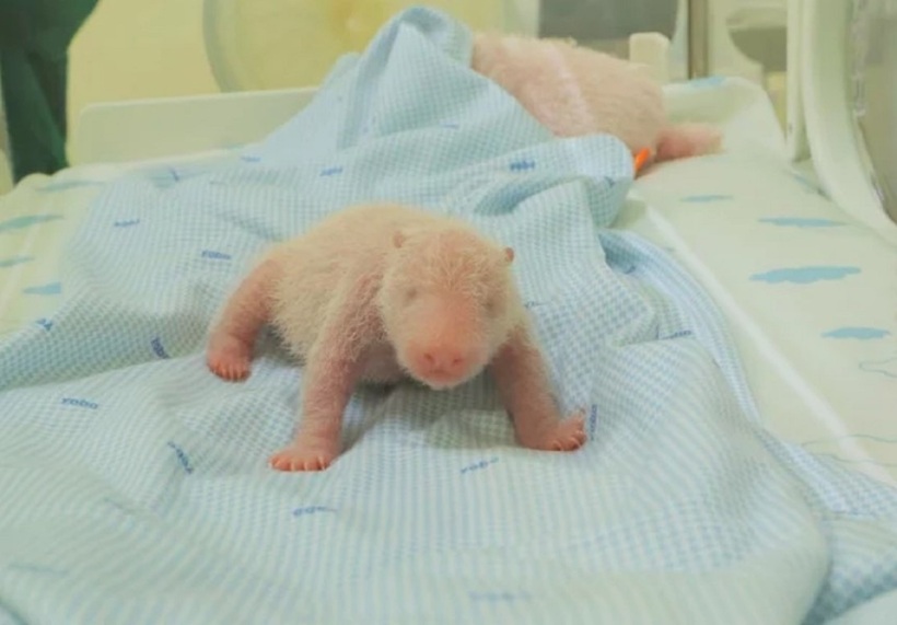 Cận cảnh chú gấu trúc đầu tiên ra đời ở Indonesia. Ảnh: Taman Safari Indonesia.