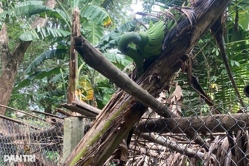 Dù mọc kỳ lạ nhưng buồng chuối vẫn phát triển tốt. Ảnh: Dân trí