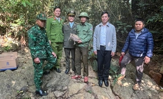 Cá thể rùa núi được thả về rừng. Ảnh: Báo Lao động.