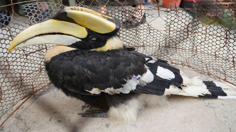 Chim hồng hoàng quý hiếm bay "lạc" vào ruộng của người dân ở Tây Ninh. Ảnh: Tiền Phong