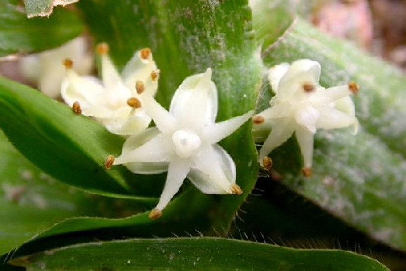 Cận cảnh những bông hoa của cây cọ Talipot. Ảnh: Tạp chí Thanh niên Việt.