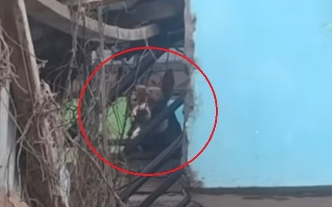 Một bé gái 11 tháng tuổi tử vong khi bị 2 con chó Pitbull tấn công. Ảnh: Người đưa tin