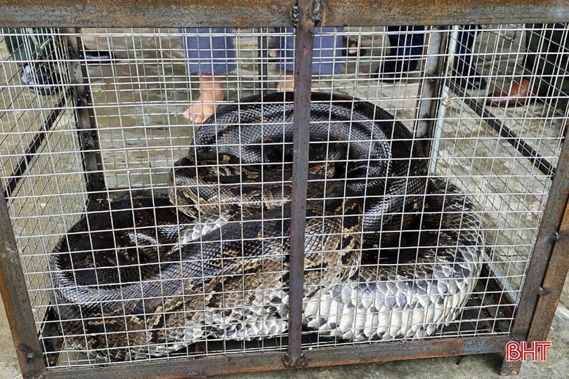 Trăn đất nặng 37 kg sẽ được chăm sóc và thả về tự nhiên. Ảnh: Báo Hà Tĩnh