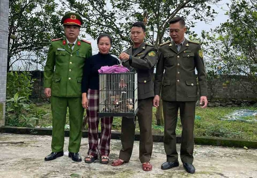 2 cá thể Diều hoa Miến Điện được bàn giao cho lực lượng chức năng. Ảnh: Lao động