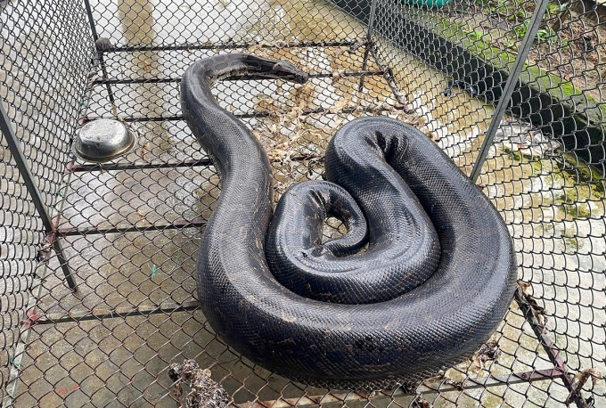 Con vật "dài ngoằng, đen bóng", nặng 37kg đi "lạc" vào vườn nhà dân ở Hà Tĩnh. Ảnh: VnExpress