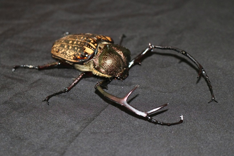 Cua bay – động vật góp phần vào sự đa dạng sinh học, xuất hiện ở Vườn quốc gia Chư Mom Ray. (Ảnh: VQG Chư Mom Ray)