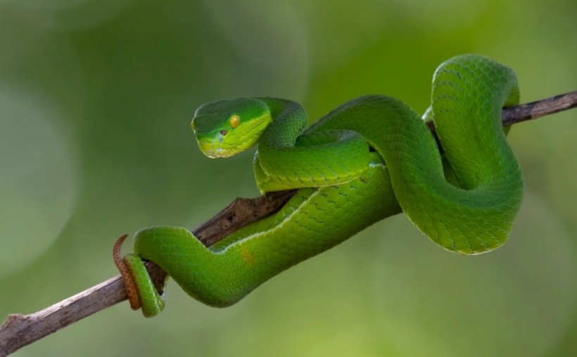 Rắn lục đuôi đỏ (Trimeresurus albolabris) là loài rắn độc thuộc họ Viperidae, có nọc độc gây rối loạn đông máu, xuất huyết và tổn thương mô. Ảnh minh họa.