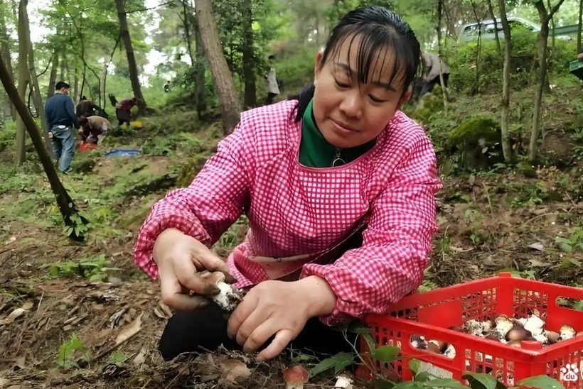 Người dân hái nấm dưới tán rừng thông. Ảnh: Baidu