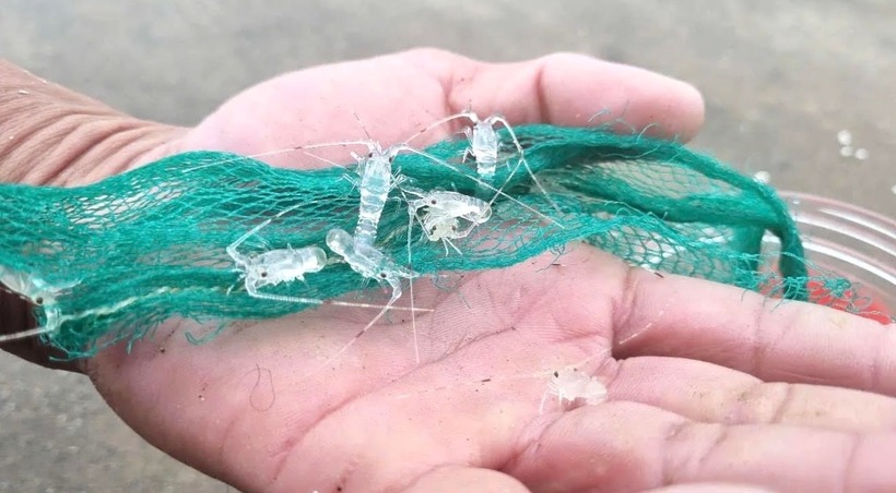 Tôm hùm nhí. Ảnh: Dân Việt