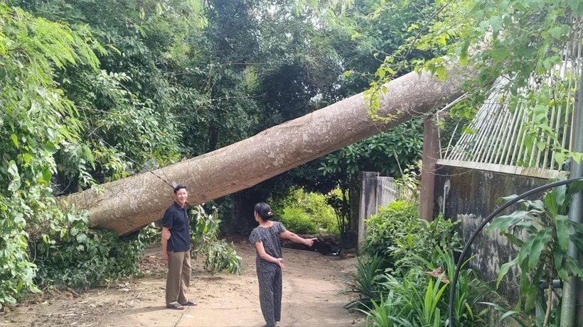Cây Tung bật gốc, đổ sang phía nhà dân. Ảnh: PLO