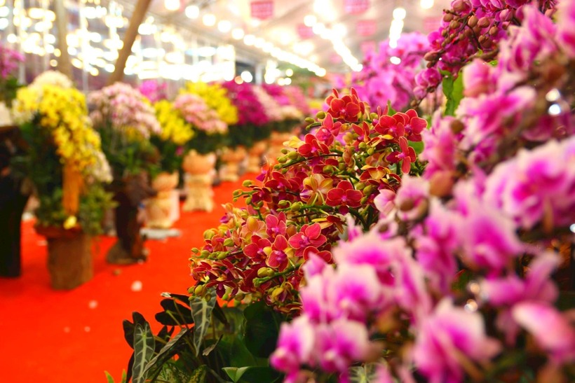 Mẹo chăm lan hồ điệp sau Tết không quá phức tạp, nhưng đòi hỏi sự kiên nhẫn và hiểu đúng nhu cầu sinh trưởng của cây. (Ảnh: Công lý)