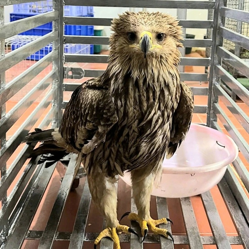 Cá thể đại bàng đầu nâu bị thương được người dân phát hiện. Ảnh: Báo Dân trí.