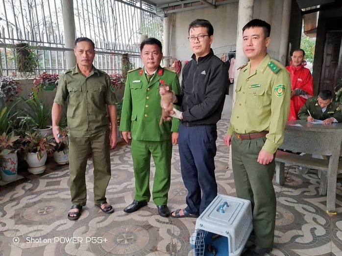 Con khỉ mốc còn non được Trung tâm Cứu hộ, Bảo tồn và Phát triển sinh vật - Vườn quốc gia Phong Nha – Kẻ Bàng tiếp nhận, đưa vào khu cách ly để chăm sóc, phục hồi sức khỏe. Ảnh: Lao động