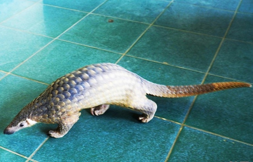 Cá thể Tê tê Java. Ảnh: Báo Hà Tĩnh