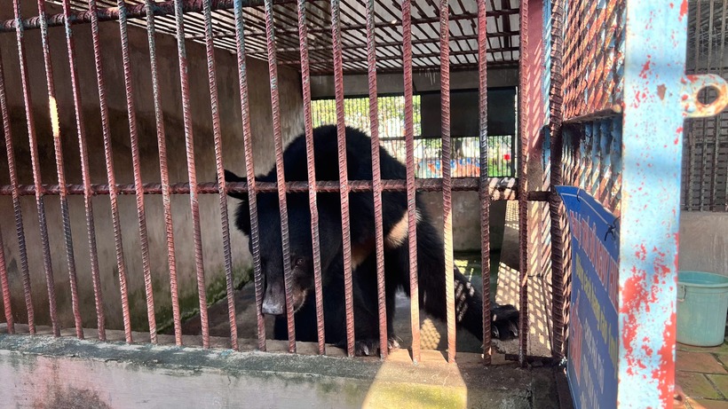 Nhiều cá thể động vật nguy cấp, quý hiếm đang được nuôi nhốt. Ảnh: Pháp luật TP.HCM