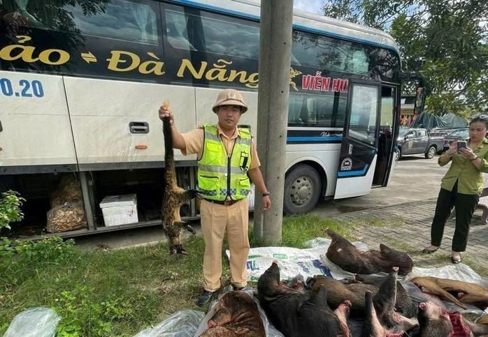 Lượng lực CSGT Đà Nẵng bắt quả tang xe khách đang chở lượng lớn thịt động vật hoang dã. (Ảnh: Người lao động)