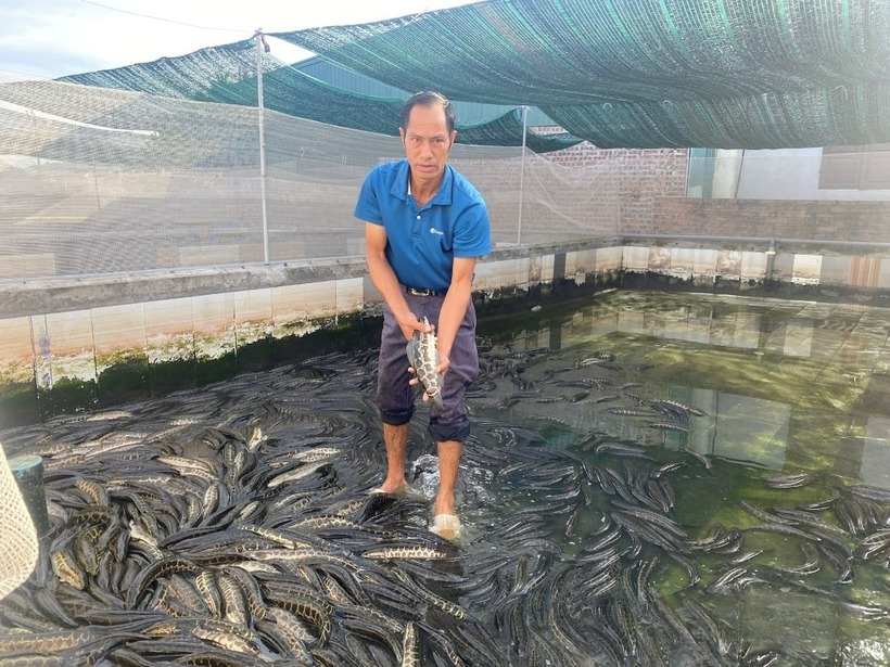 Anh Nguyễn Đức Bôn thành công với mô hình nuôi cá chuối hoa. Ảnh: Kinh tế Chứng khoán Việt Nam